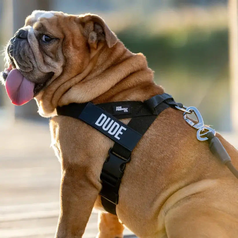 Dog Harness & Bungee Leash Set