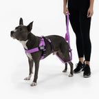 Dog Harness & Bungee Leash Set