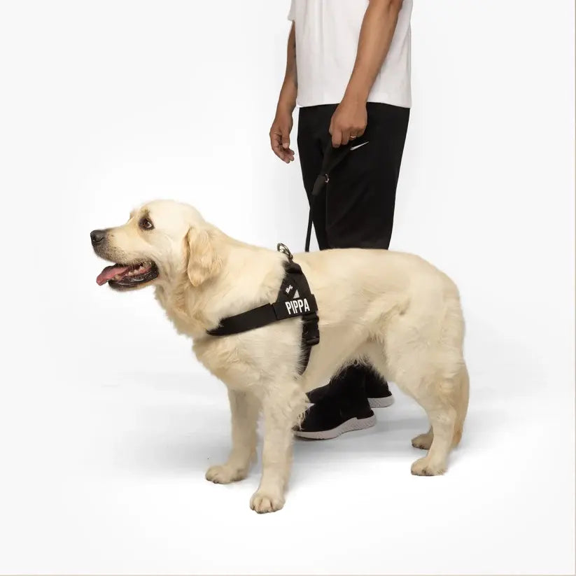 Dog Harness & Bungee Leash Set