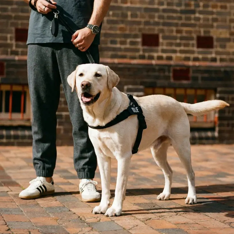 Dog Harness & Bungee Leash Set