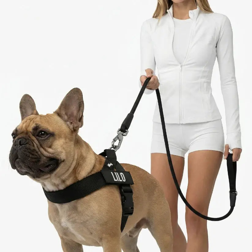 Dog Harness & Bungee Leash Set